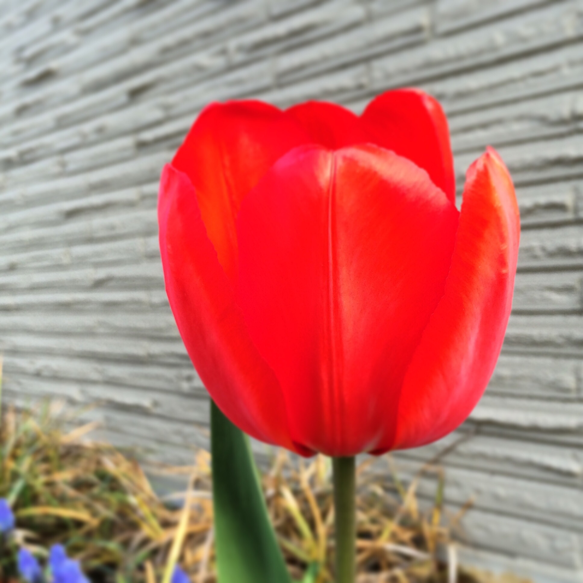 Red tulip against grey brick.