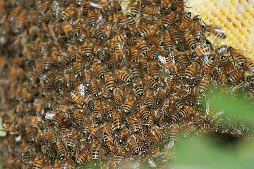 Bee hive: used under (cc) from http://www.flickr.com/photos/7603557@N08/2069307426.