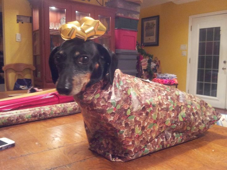 Dog not happy about being wrapped as a gift.