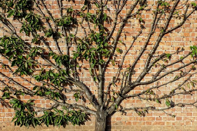 Espalied fruit tree against a brick wall, used in the public domain from https://pxhere.com/en/photo/480475.