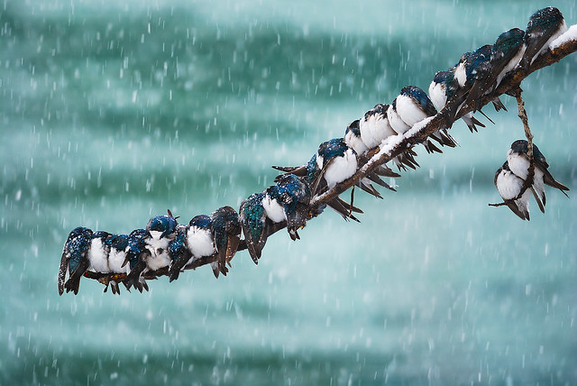 A bunch of tree swallows lined up on tree branches trying to stay warm in a snowstorm.